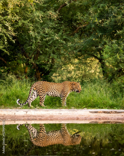 Indian wild male leopard or panther walking with reflection at waterhole during monsoon green season outdoor wildlife safari at jhalana leopard reserve jaipur rajasthan india - panthera pardus fusca photo