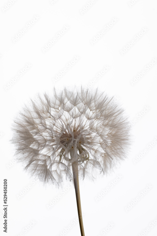 custom made wallpaper toronto digitalAbstract dandelion macro flower background. Seed macro closeup. Soft focus