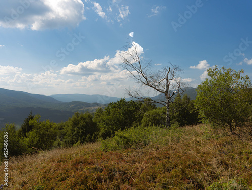 Leafless white birch in Bieszczady