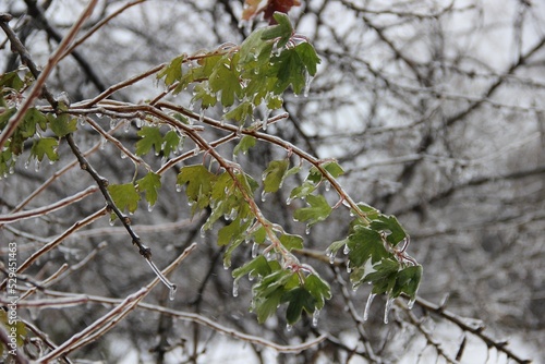 Green leaves of a shrub on a branch with frozen raindrops