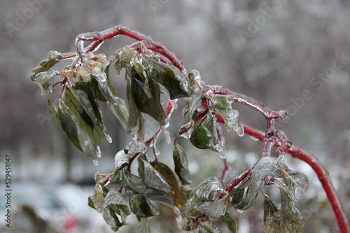 Green leaves of a shrub on a branch with frozen raindrops