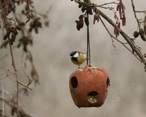 Hungry Great Tit perched on a suet coconut bird feeder hanging from a tree