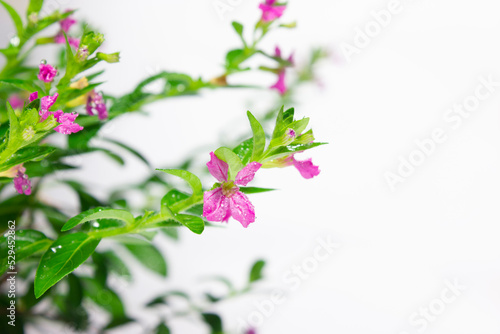 Close up, Pink Flower Blooming in the Morning, Willow Flower for Wallpaper.