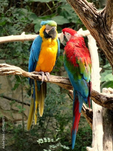 perroquets © CB94