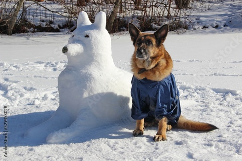 German shepherd in a blue jumpsuit sitting next to a dog like her from the snow