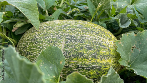 Organic, young ripening kajari melon in summer garden. photo