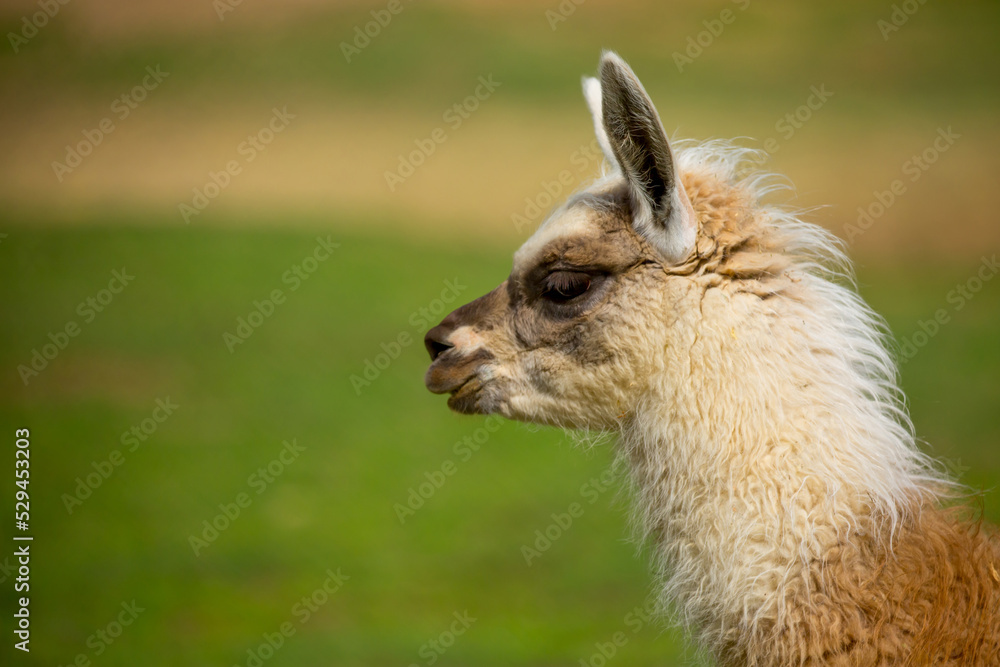 Llama closeup on a green meadow in Peru