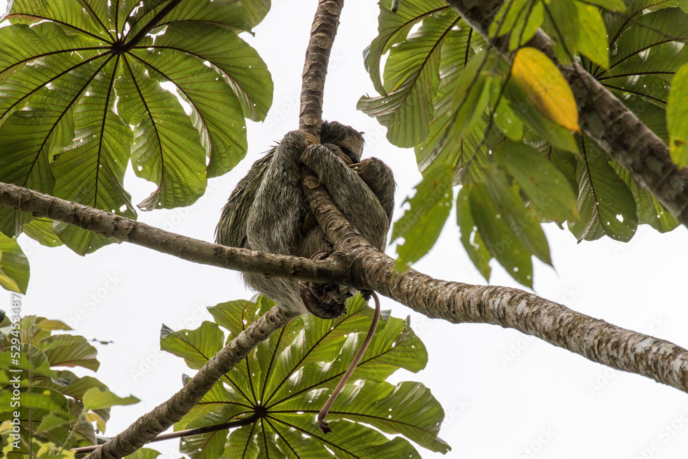 sloth on tree
