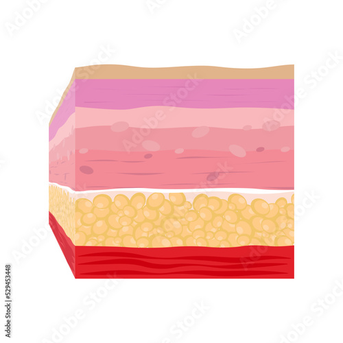 The Layer of Human Skin in vector style and components information. Illustration about medical and health.