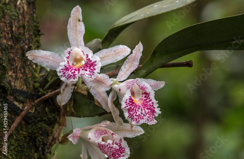 Tableau sur toile Costa Rican Orchids