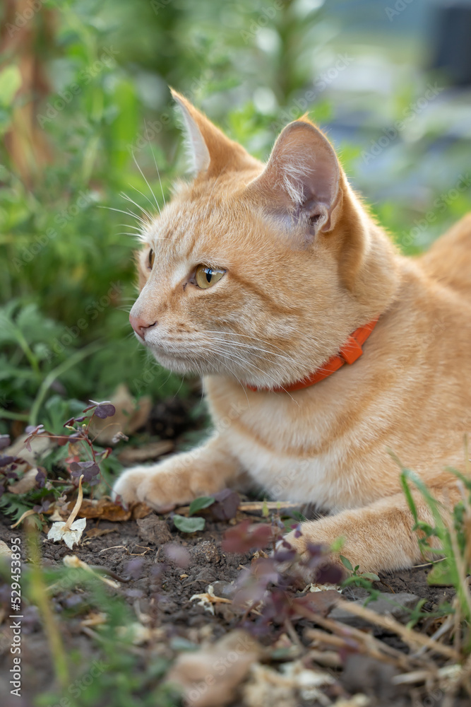 Cat in the Green Grass in Summer. Beautiful red cat with yellow eyes among the green grass.
