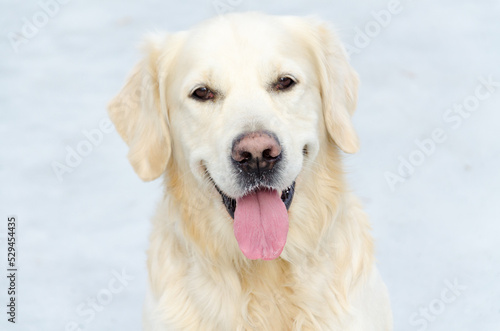 big dog golden retriever looks happy. dog in the snow. happy white dog
