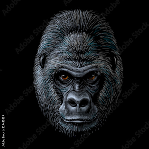 Gorilla. Graphic, color portrait of a gorilla monkey on a black background. Digital vector graphics.