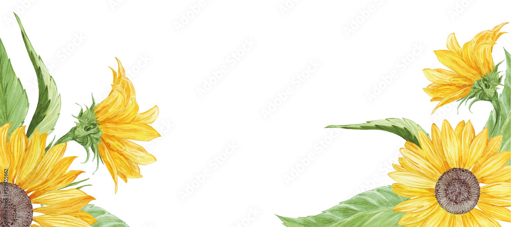 border watercolor yellow sunflowers with green leaves on white background for invitation, header, background for flyer, packaging print