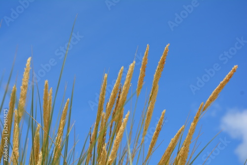 Marram grass growing in the sand dunes on the shore of the Baltic Sea.