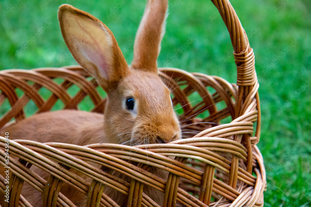 Brązowy królik w wiklinowym koszyku - obrazy, fototapety, plakaty 