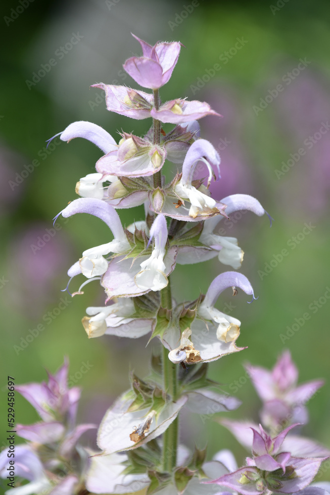 Obraz premium Blooming Medicinal Sage Flowers in a Garden