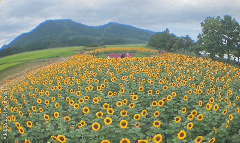 Fototapeta premium ひまわり畑