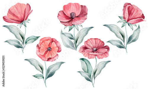 Poppy isolated on white background. Watercolor flowers. Red buds  summer flowers.