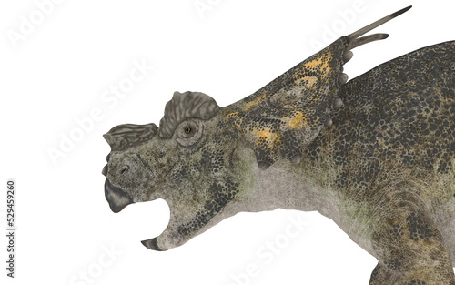 Fototapeta Naklejka Na Ścianę i Meble -  achelousaurus or triceratops on white background