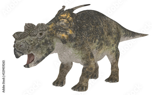 achelousaurus or triceratops on white background © Edit