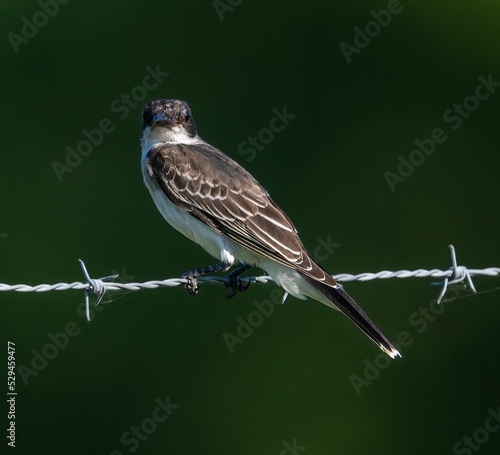 Closeup of a Eastern kingbird perched on a barbed wire with a blurry background photo