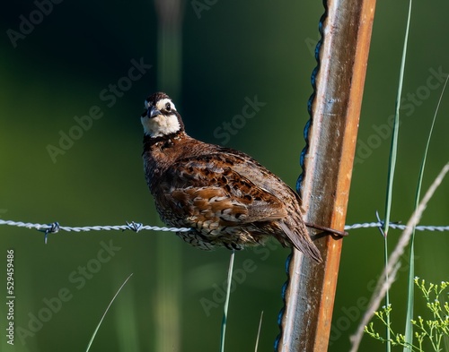 Closeup of a Northern bobwhite perched on a barbed wire with a blurry background photo