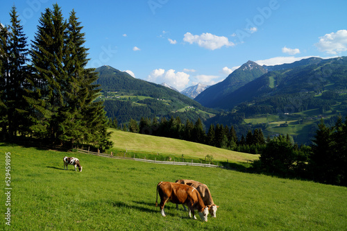 cows grazing in the Austrian Alps of the Schladming-Dachstein region (Styria or Steiermark, in Austria)