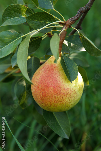 Yellow large pear has grown and matured in a tree in a beautiful orchard against a green background