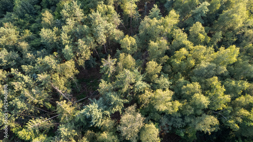 Aerial view of green summer forest with spruce and pine trees in Belgium, Europe, shot by a drone above the treetops. High quality photo