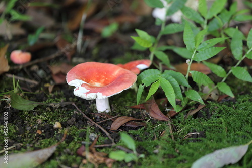red mushroom