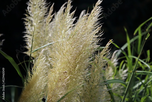Silver grass like a broom
