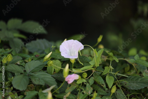 Flower representing summer