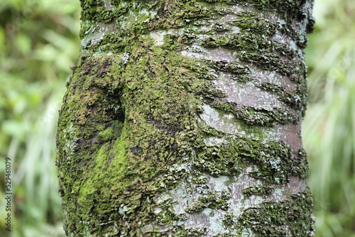 tree covered with moss