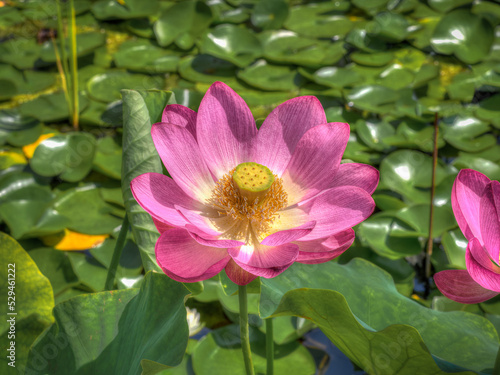 fleurs de lotus aux jardins d'eau de Carsac en Dordogne en France