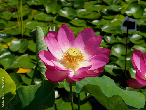 fleurs de lotus aux jardins d'eau de Carsac en Dordogne en France