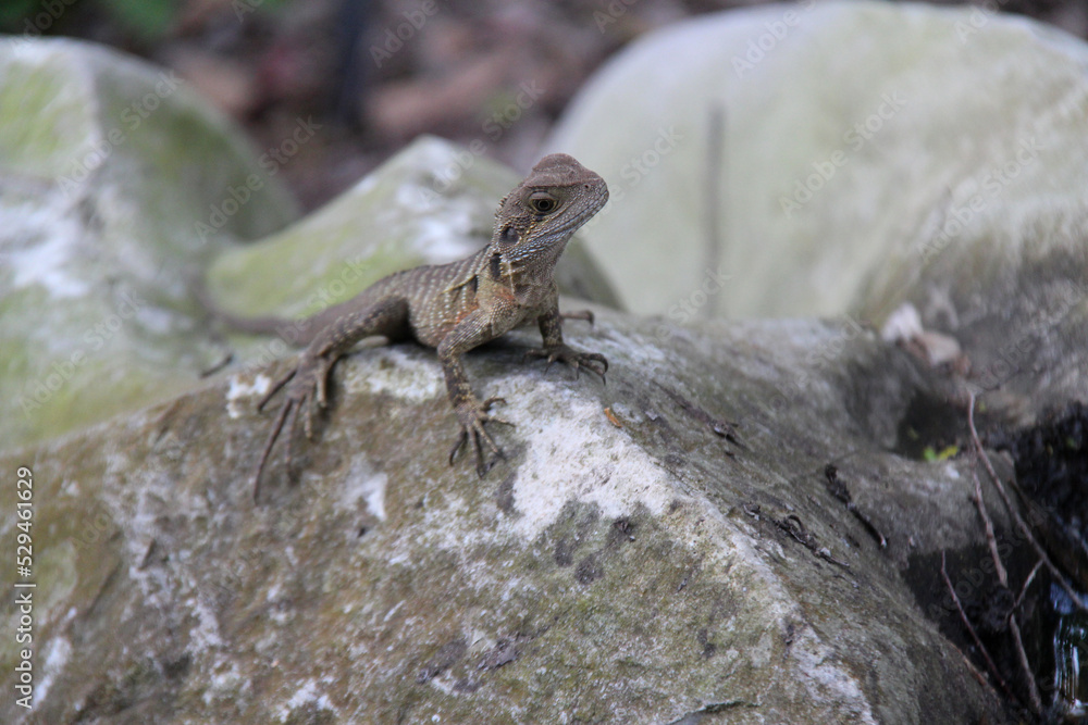 lizard in a park in sydney (australia) lizard in a park in sydney (australia)