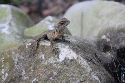 Photography lizard in a park in sydney (australia)