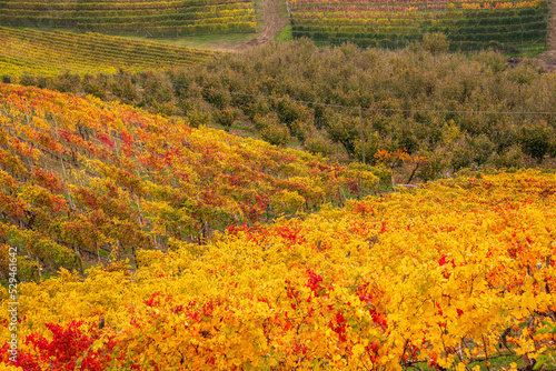 panorama of the Langhe vineyards in autumn, Piedmont, Italy #529461642