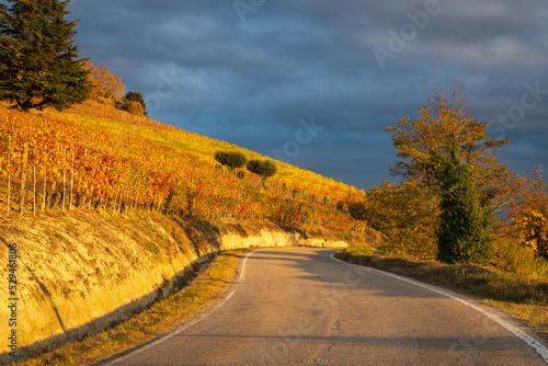 scenic road among the vineyards of the Langhe in autumn, Piedmont, Italy #529461806