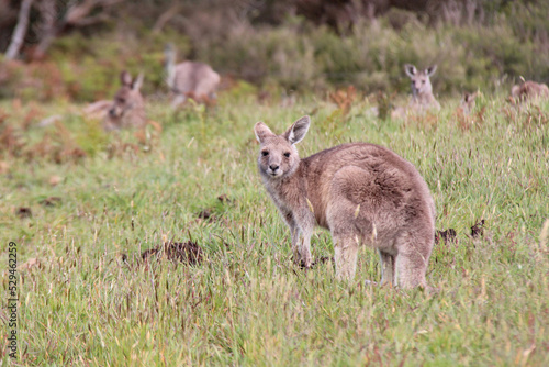 kangaroo in australia 