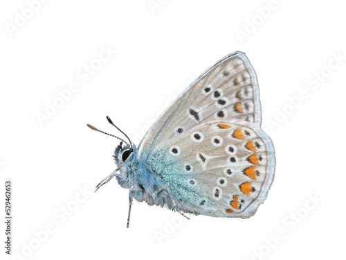 Photography Male common blue butterfly (Polyommatus icarus) Transparent background