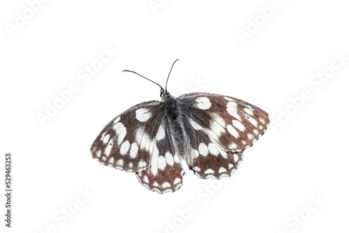 Photography Marbled white butterfly (Melanargia galathea)