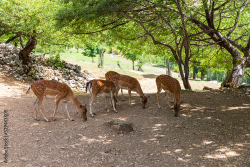 Fototapeta Naklejka Na Ścianę i Meble -  Herd of female fallow deer eats grain from the ground in a fallow deer breeding center in Italy.