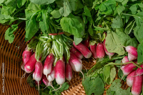 a bunch of radishes on outdoors market or in supermartket( store) in France photo