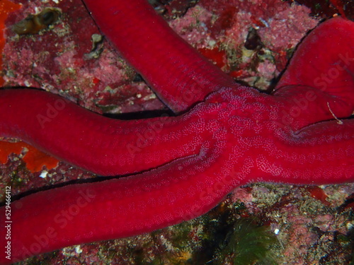 Purple sea star (Ophidiaster ophidianus starfish) underwater photo in Mediterranean Sea photo