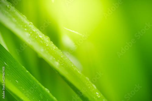 grass with dew drops