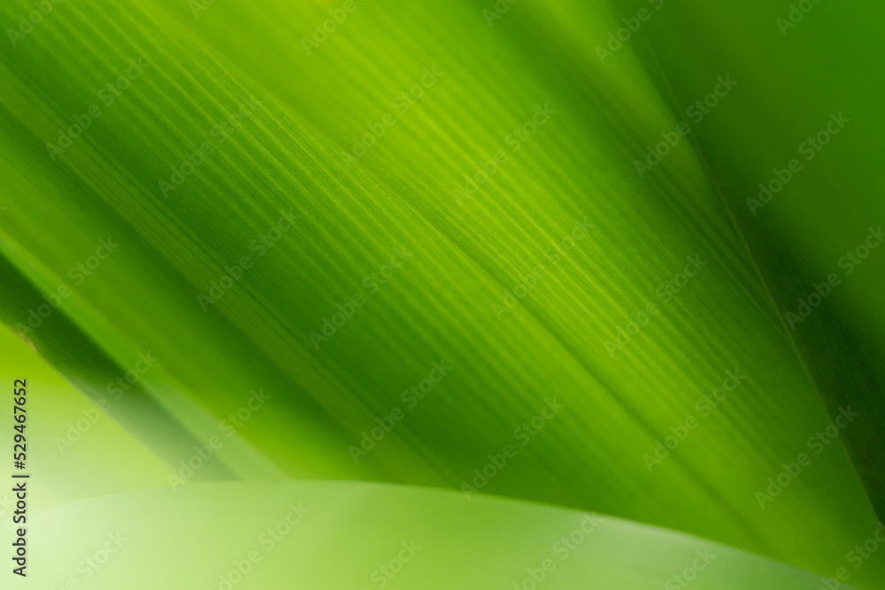 green leaf background green leaf background