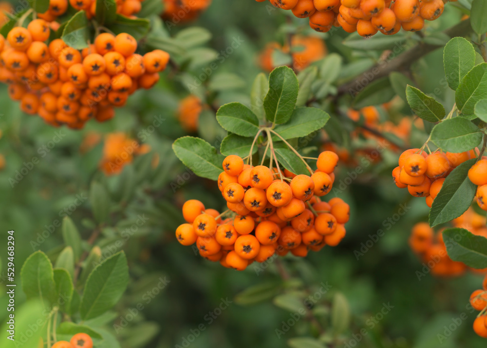 Orange fruits of Sorbus aucuparia Orange fruits of Sorbus aucuparia