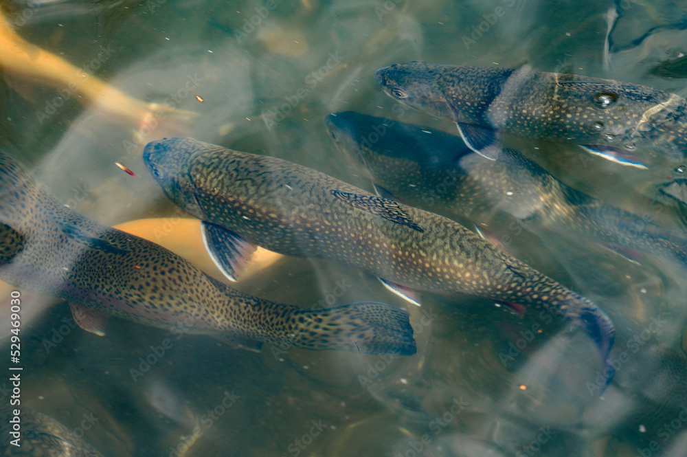 Karelian and golden trout swim in mountain rivers, artificial breeding of fish in running water. Karelian and golden trout swim in mountain rivers, artificial breeding of fish in running water.